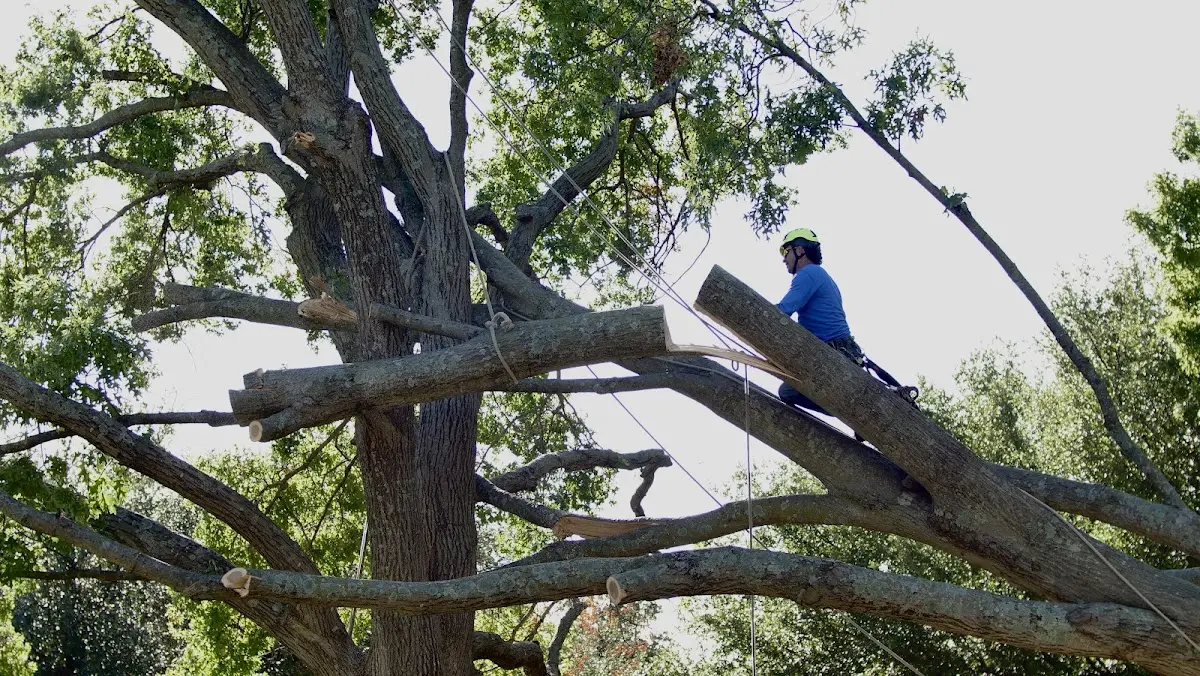 Professional Crown Thinning performed by certified arborists in Newman